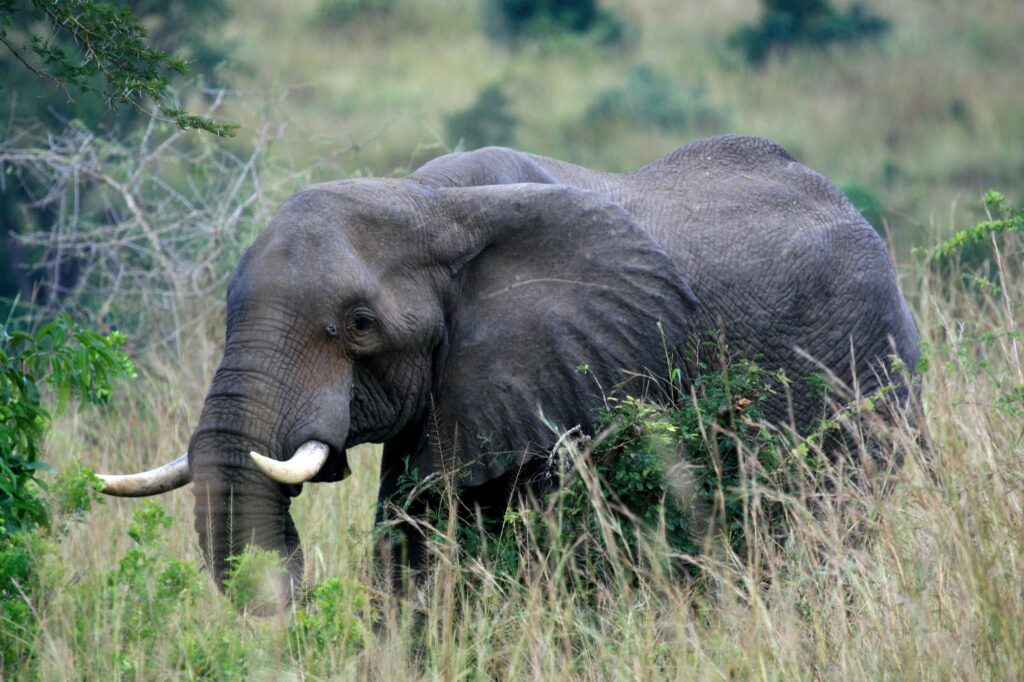 African Elephant, Uganda, Africa