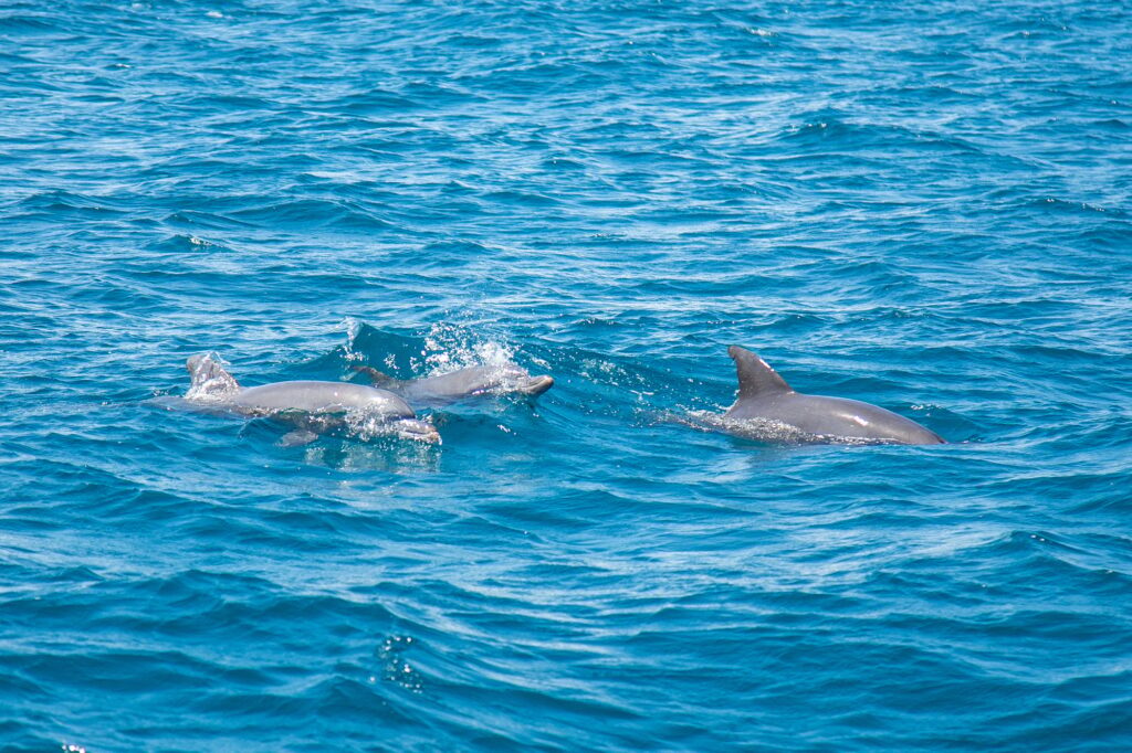 Dolphins on the island of Wasini. Kenya