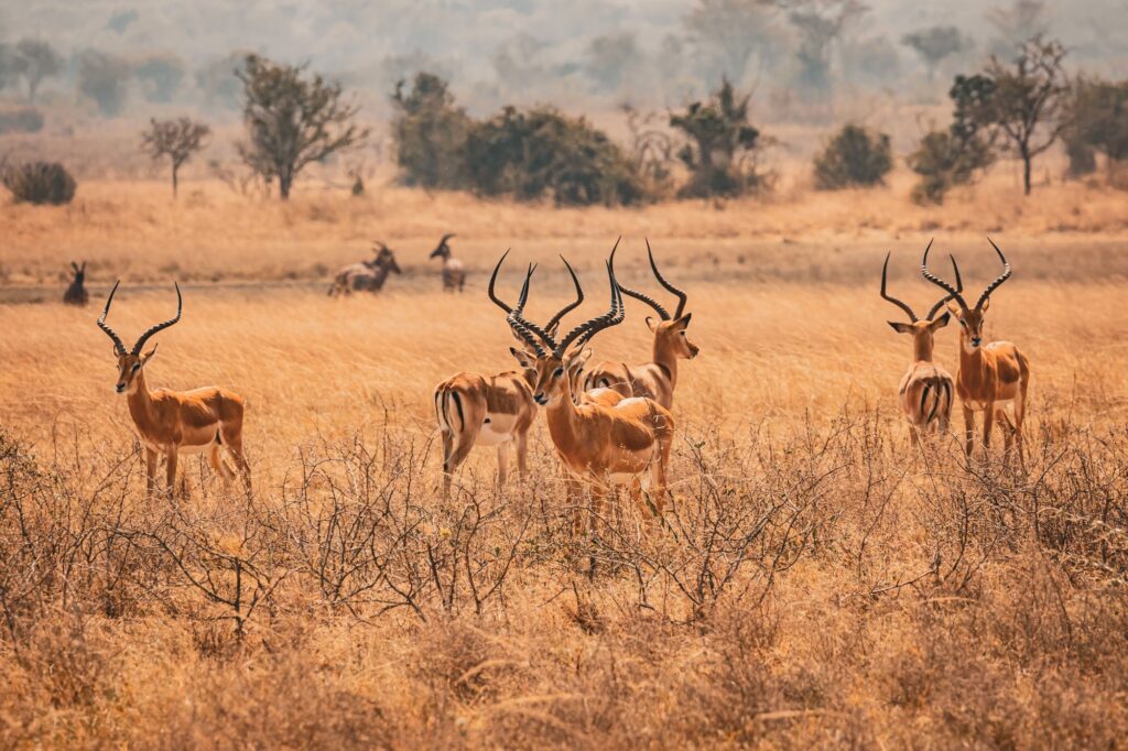 Impala gazelles standing in a grassy field at Akagera National Park, Rwanda on a sunny day